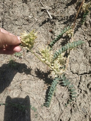 Astragalus ponticus