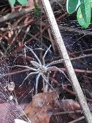 Aglaoctenus lagotis