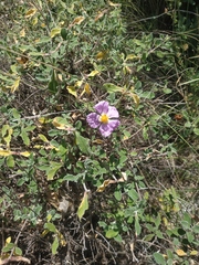 Cistus tauricus