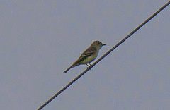 Empidonax flaviventris