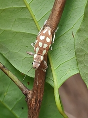 Naupactus bellus