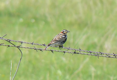 Calcarius ornatus