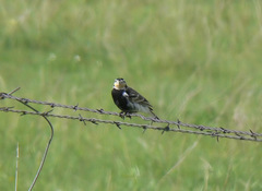 Calcarius ornatus