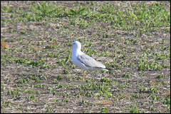 Larus californicus