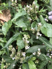 Lepidagathis formosensis