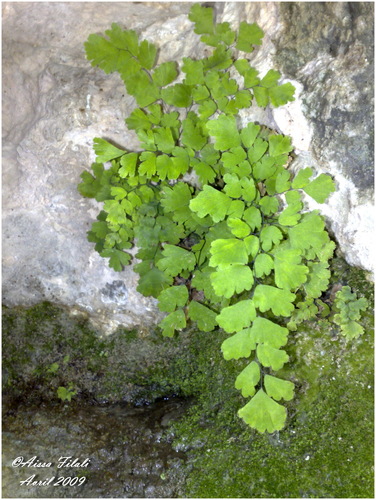 Adiantum capillus-veneris image