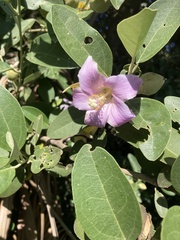 Lagunaria