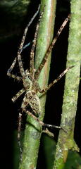 Heteropoda boiei