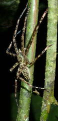 Heteropoda boiei