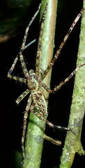 Heteropoda boiei