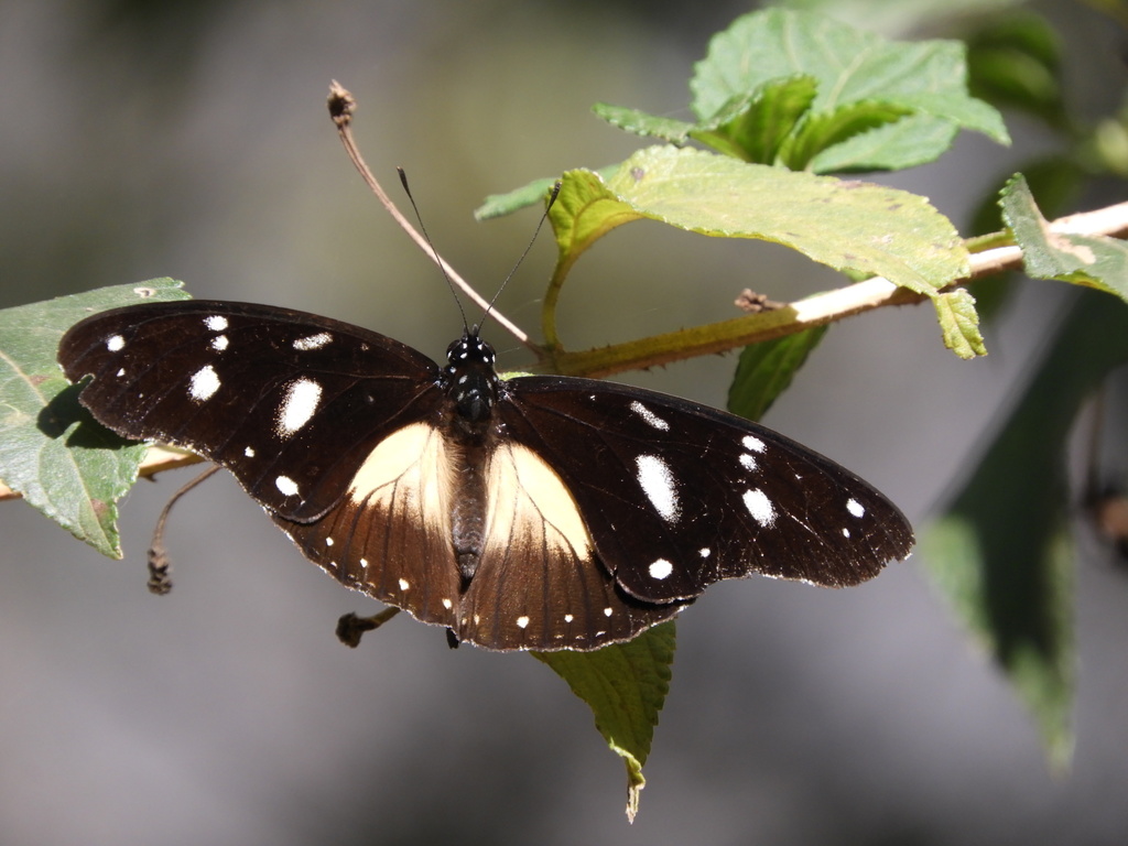 Hypolimnas dubius anthedon