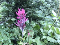 Castilleja parviflora oreopola