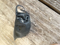 Rostroraja eglanteria