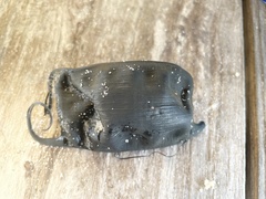 Rostroraja eglanteria