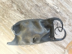 Rostroraja eglanteria