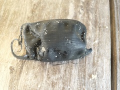 Rostroraja eglanteria