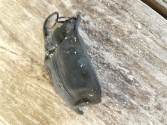 Rostroraja eglanteria