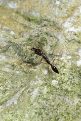Odontomachus rixosus