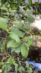 Laguncularia racemosa