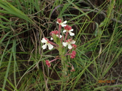 Zaluzianskya microsiphon