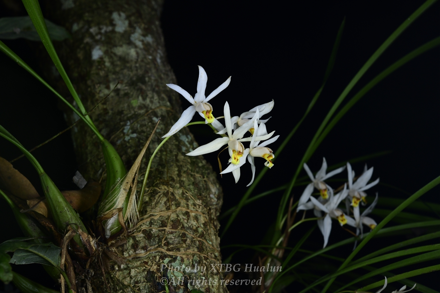 Imagem de Orquídea-cabeluda