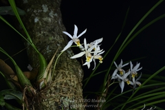Coelogyne viscosa