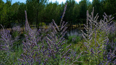 Salvia yangii