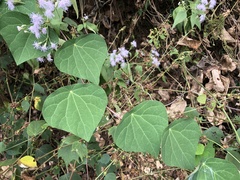 Stephania cephalantha