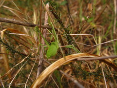 Acrometopa italica