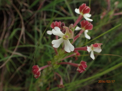 Zaluzianskya microsiphon
