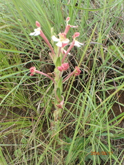 Zaluzianskya microsiphon