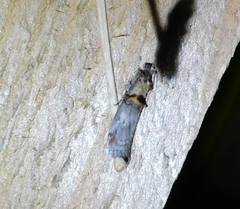 Trachonitis cristella