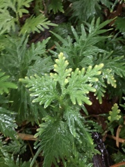 Selaginella plana