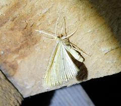 Isturgia arenacearia