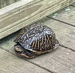 Terrapene carolina bauri