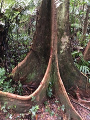 Pterocarpus officinalis