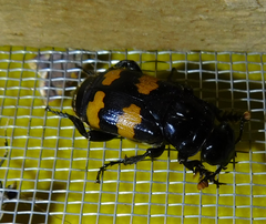 Nicrophorus interruptus