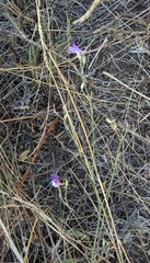 Delphinium consolida