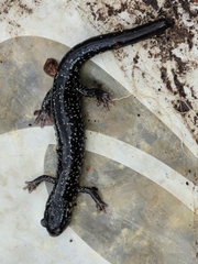 Plethodon chlorobryonis