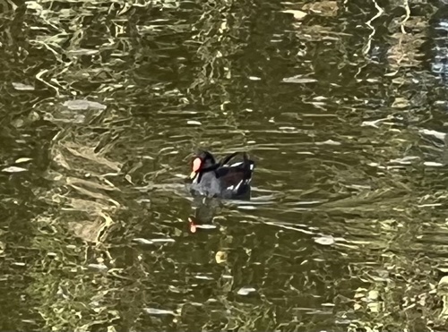 Gallinule poule-d'eau