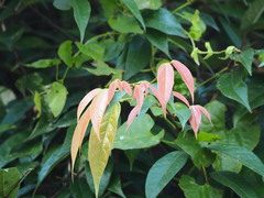 Ficus sarmentosa nipponica