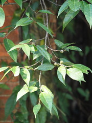 Ficus sarmentosa nipponica