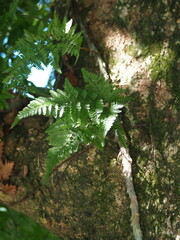 Davallia griffithiana