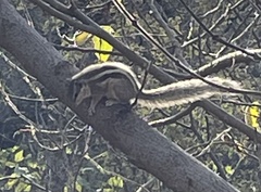 Funambulus pennantii