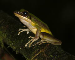 Odorrana hosii