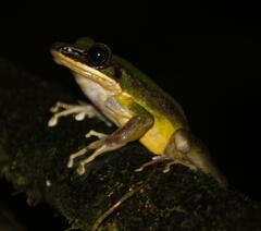 Odorrana hosii