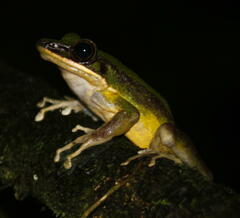 Odorrana hosii