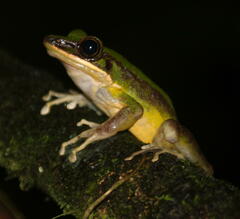 Odorrana hosii