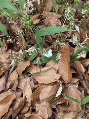 Leptosia