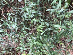 Jasminum nervosum